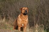 TOSA INU 471